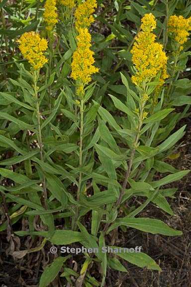 solidago elongata 1 graphic